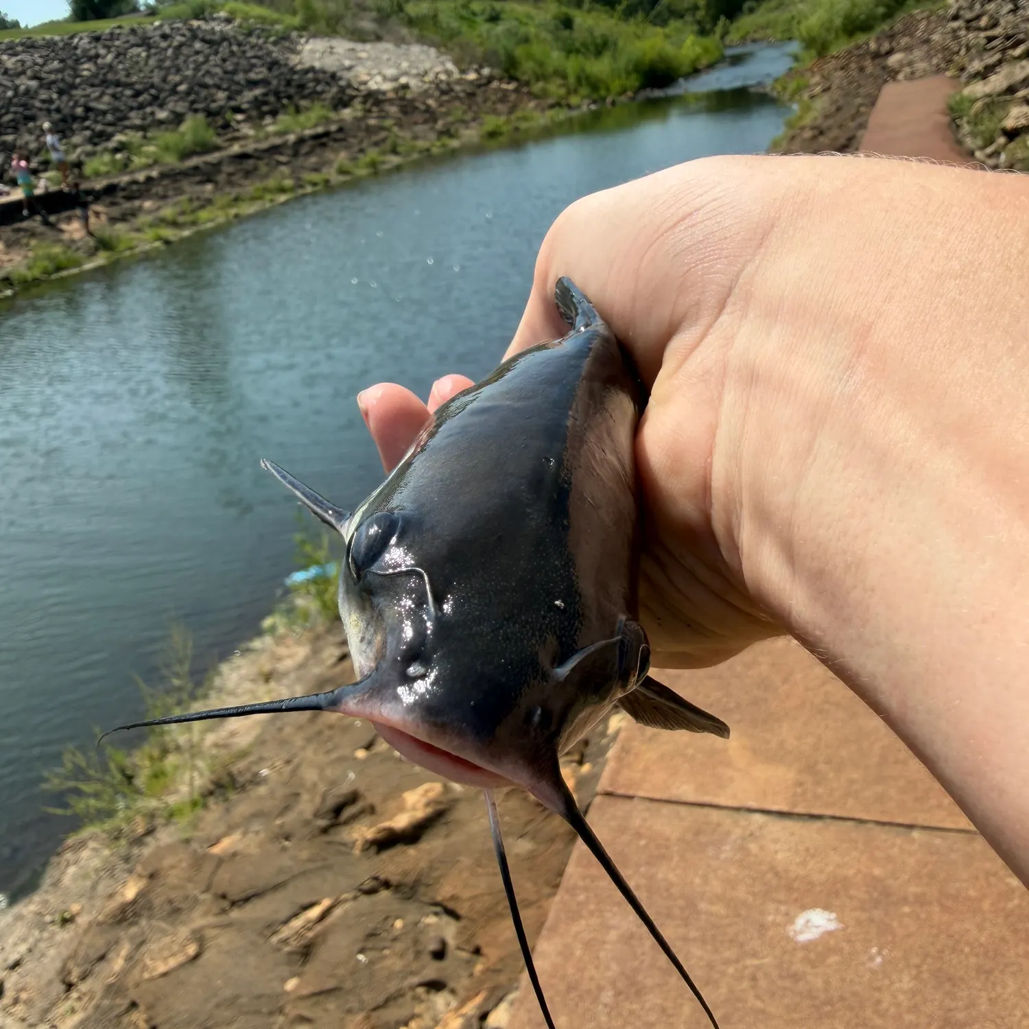 Channel catfish caught on Fishbrain