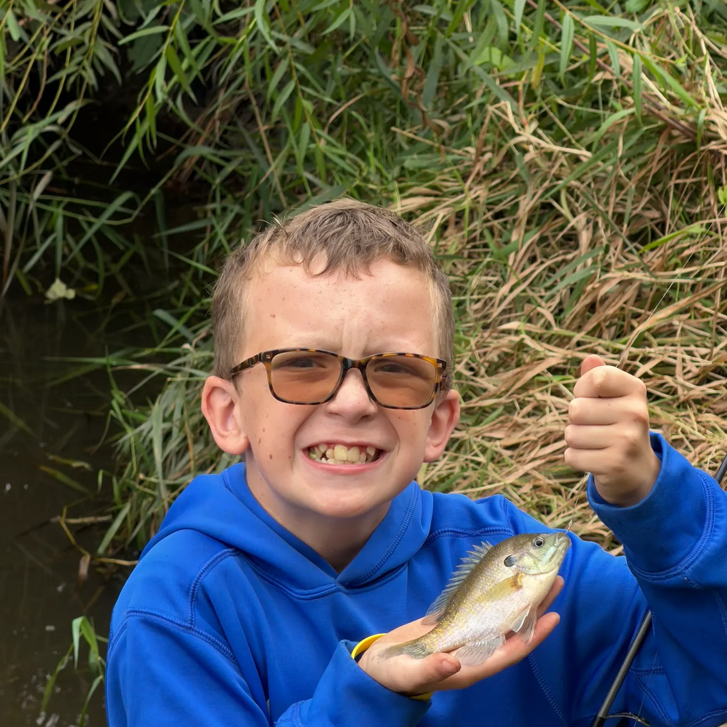 Bluegill caught on Fishbrain