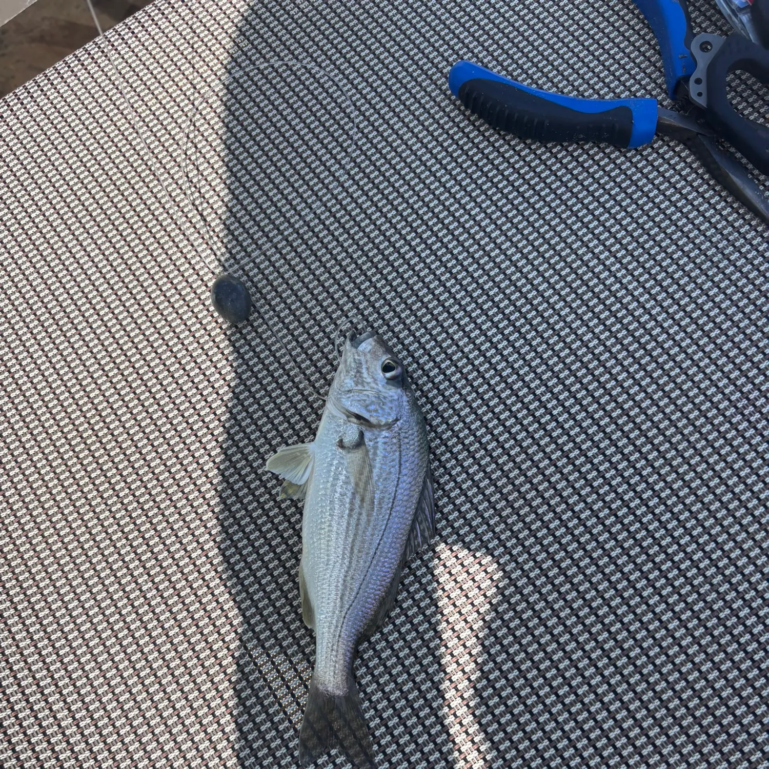 The most recent Roughneck grunt catches on Fishbrain