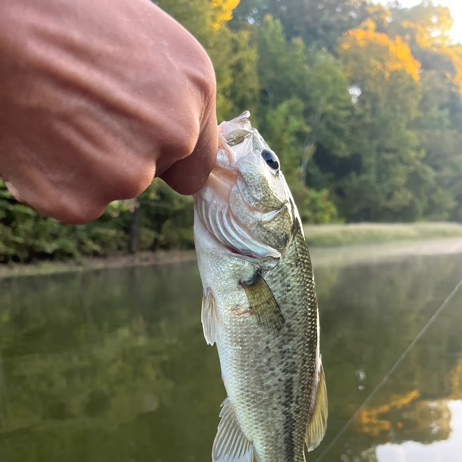 Largemouth bass caught on Fishbrain