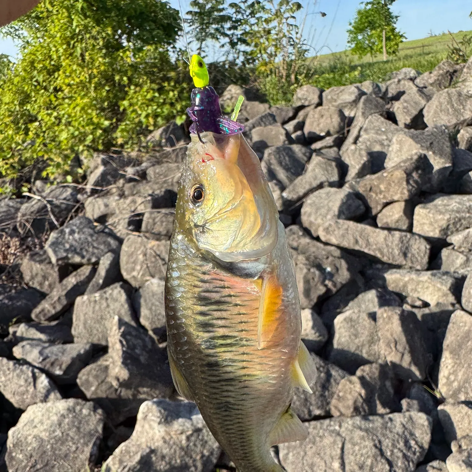 The most recent Common shiner catches on Fishbrain