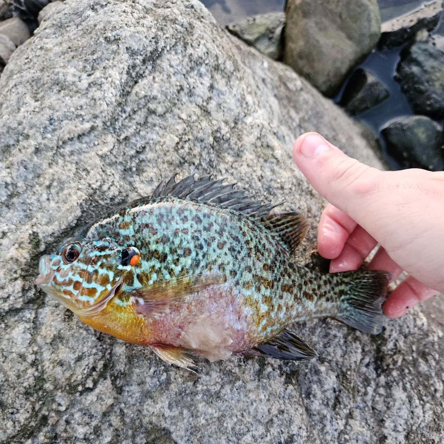 The most recent Greengill hybrid catches on Fishbrain