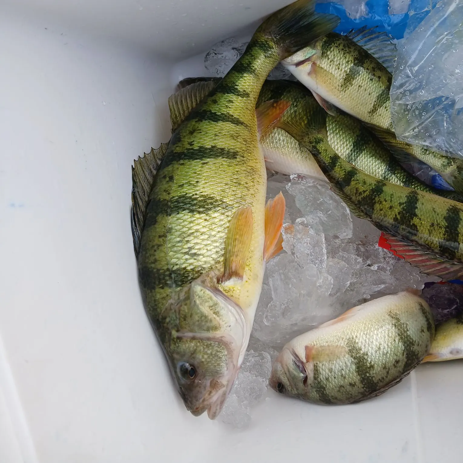 Yellow perch caught on Fishbrain