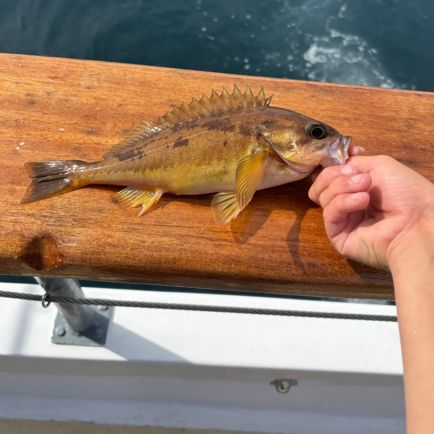 The most recent Squarespot rockfish catches on Fishbrain