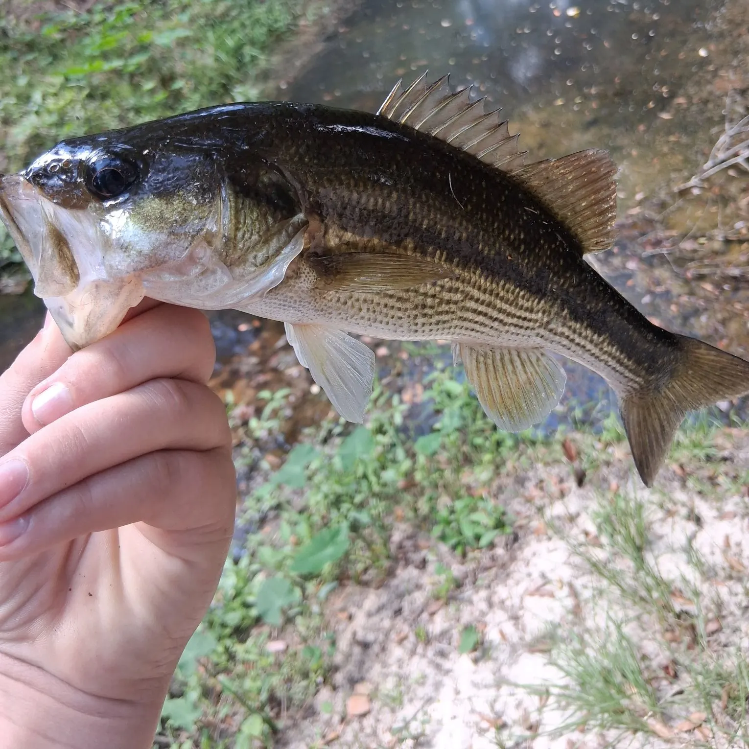 Spotted bass caught on Fishbrain