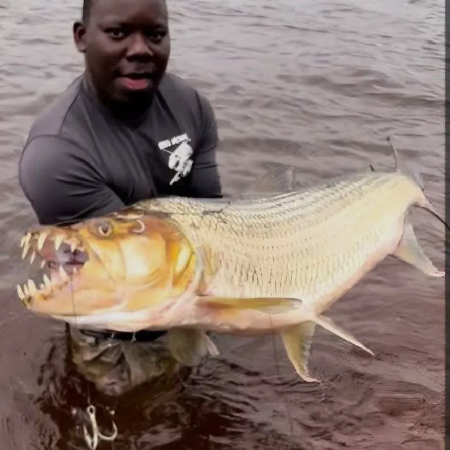 The most recent Goliath tigerfish catches on Fishbrain