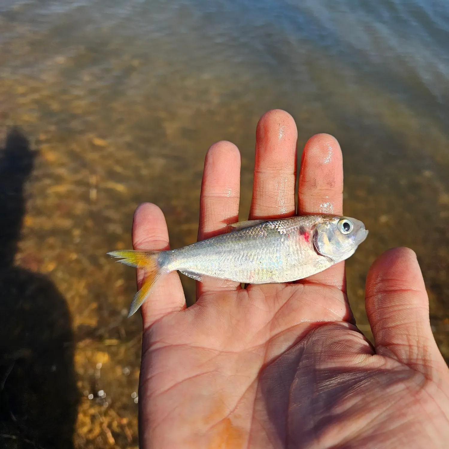 The most recent Threadfin shad catches on Fishbrain