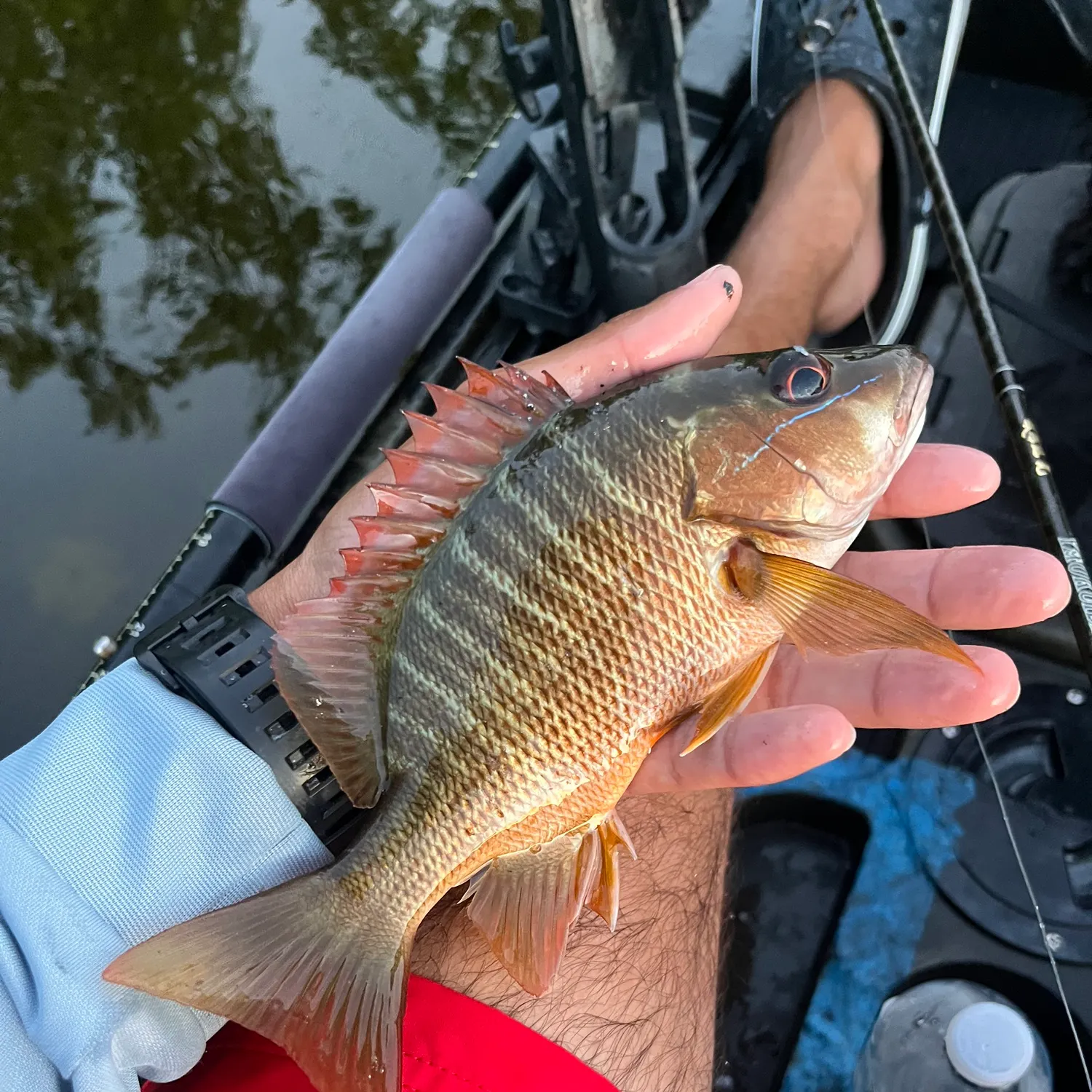 The most recent Dog Snapper catches on Fishbrain