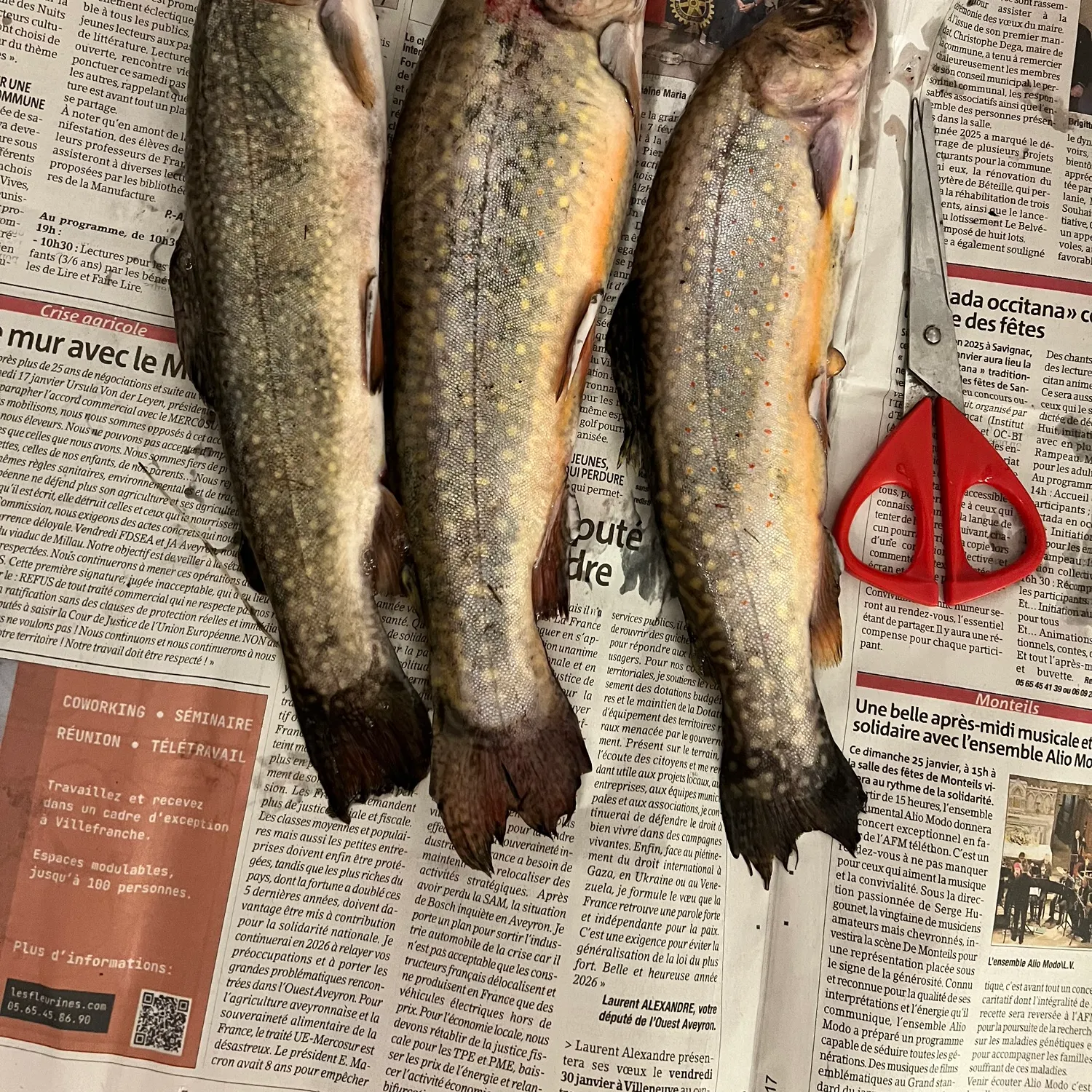 recently logged catches
