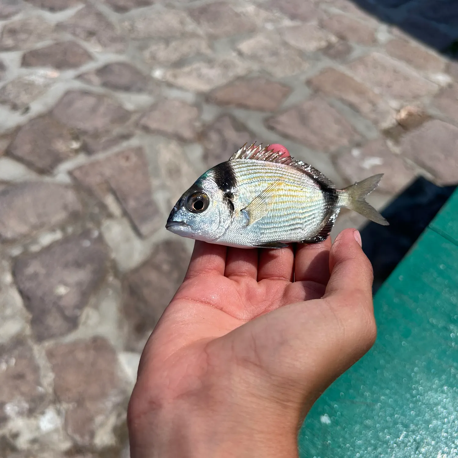 The most recent White seabream catches on Fishbrain