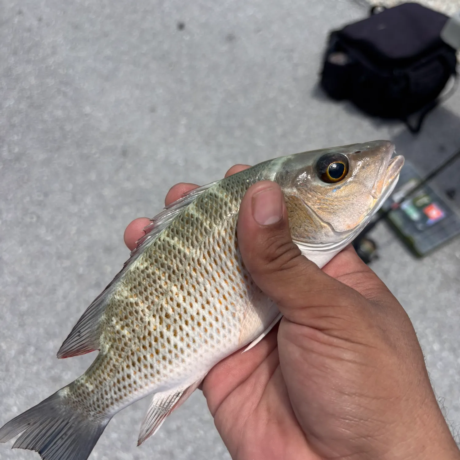 Mutton snapper caught on Fishbrain