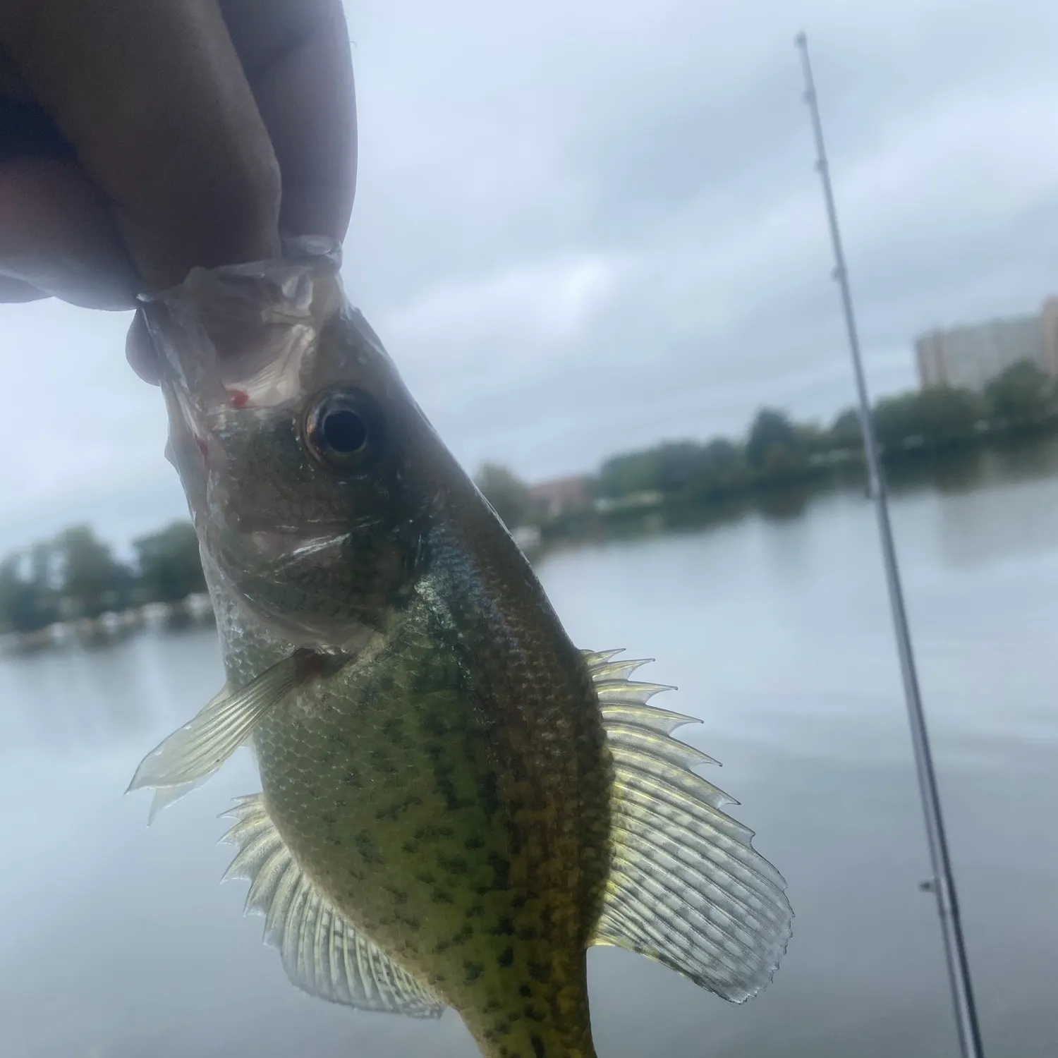 White crappie caught on Fishbrain
