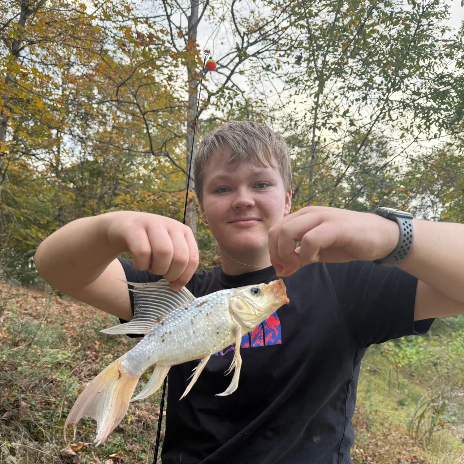 Koi carp caught on Fishbrain