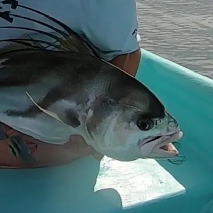 The most recent Roosterfish catches on Fishbrain