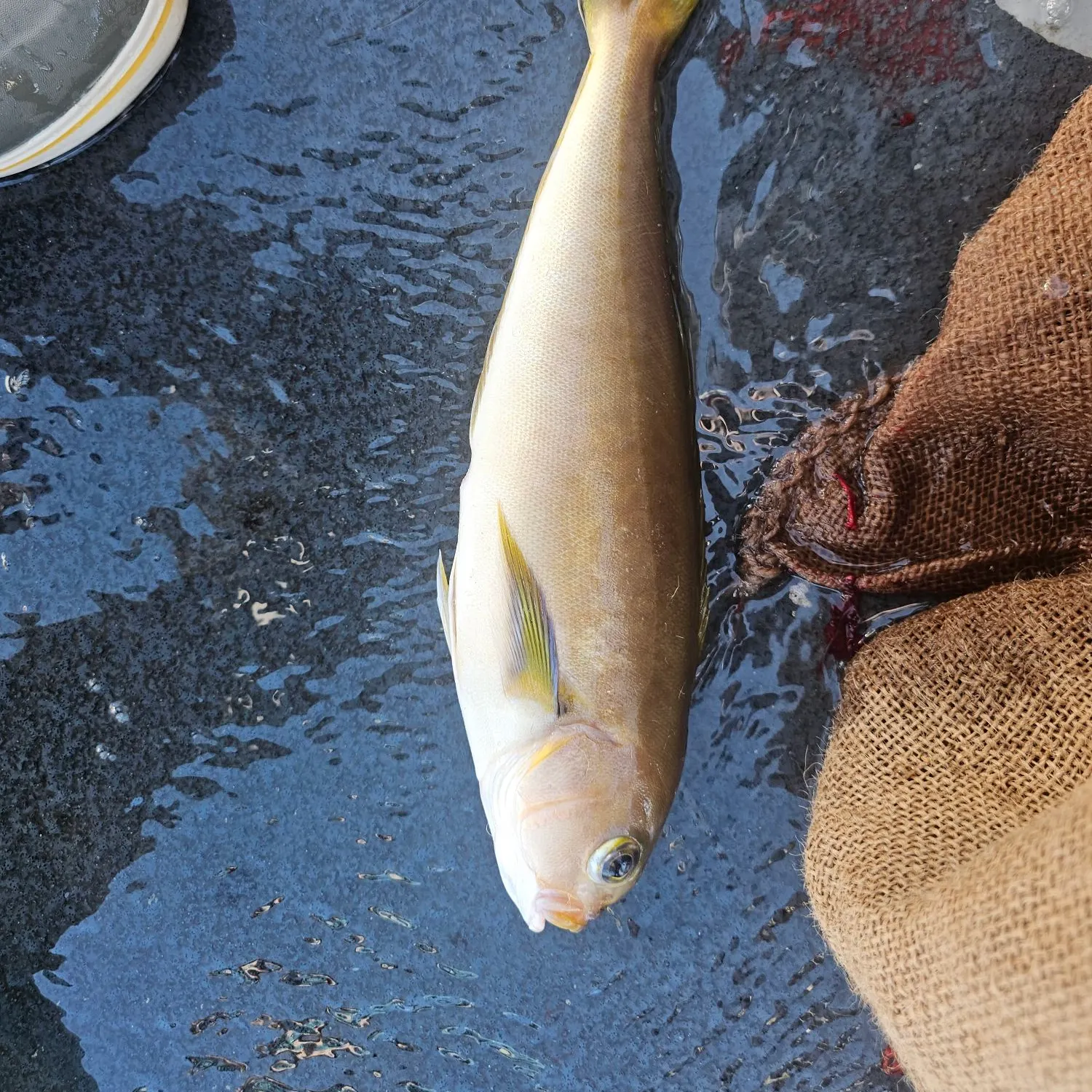 The most recent Ocean whitefish catches on Fishbrain