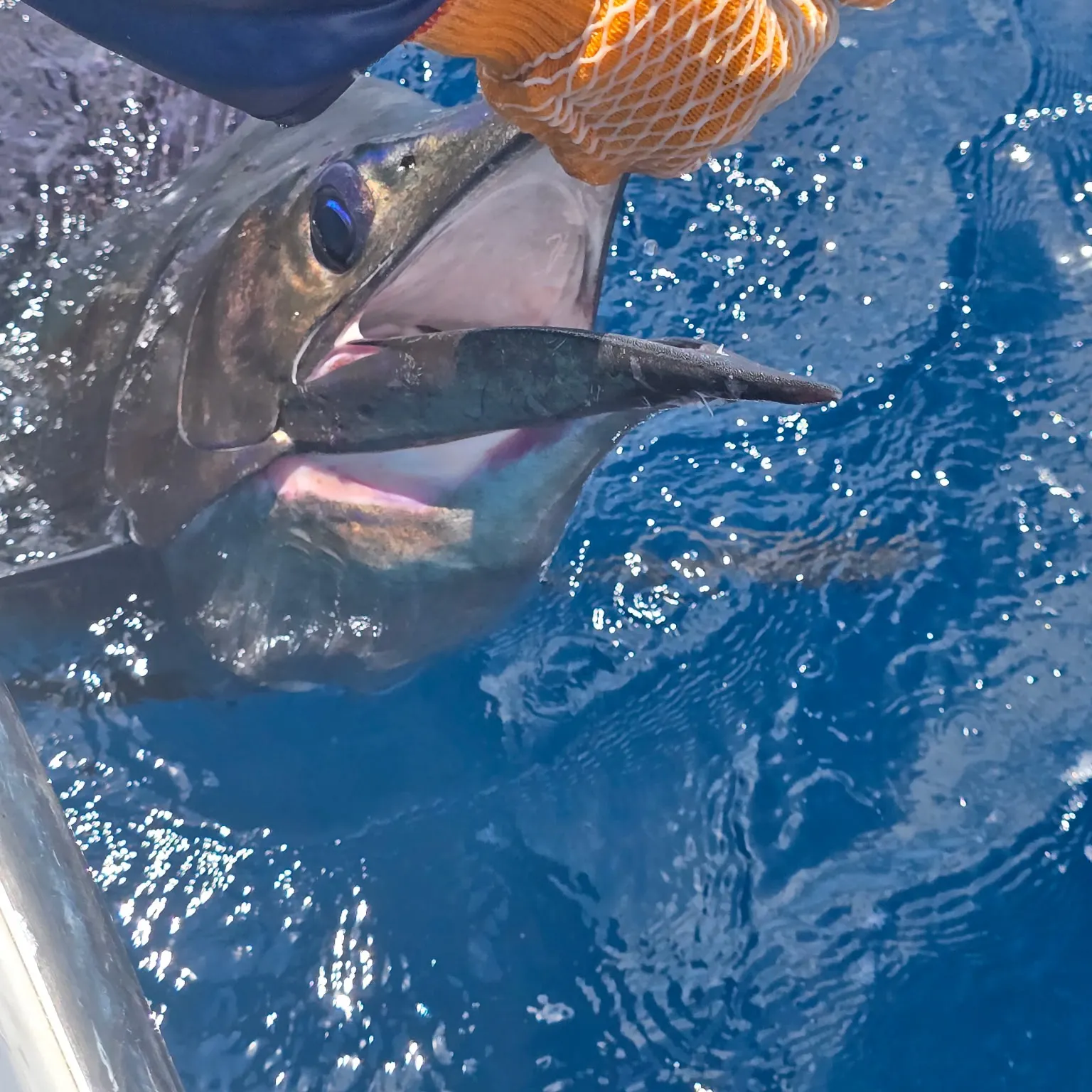 The most recent Indo-Pacific sailfish catches on Fishbrain