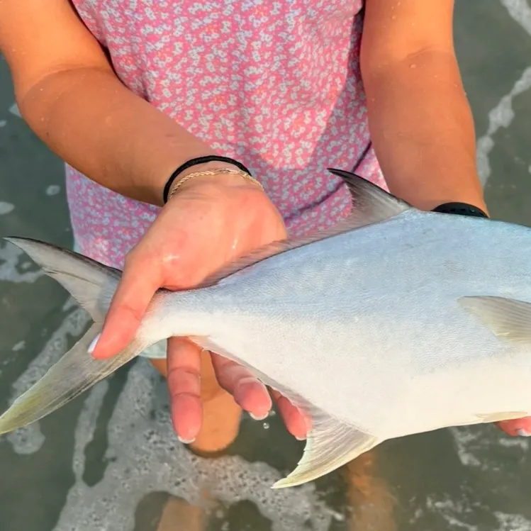 The most recent Southern pompano catches on Fishbrain