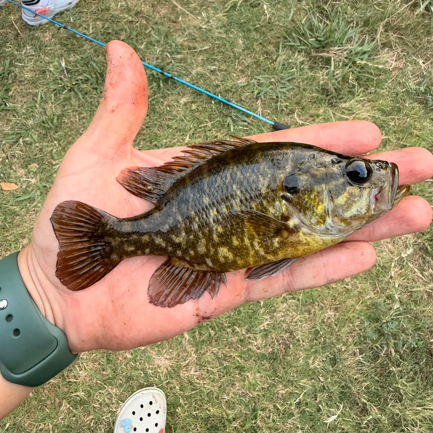 Warmouth caught on Fishbrain