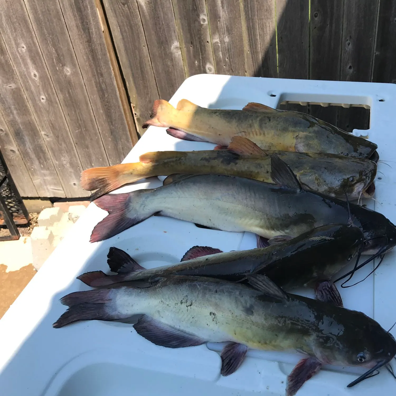 recently logged catches