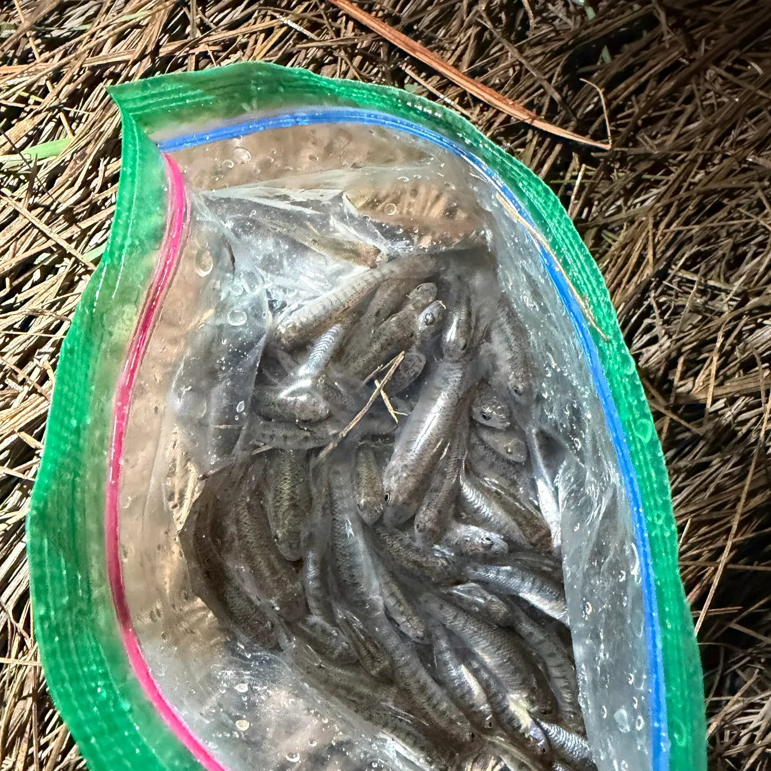 Mummichog caught on Fishbrain