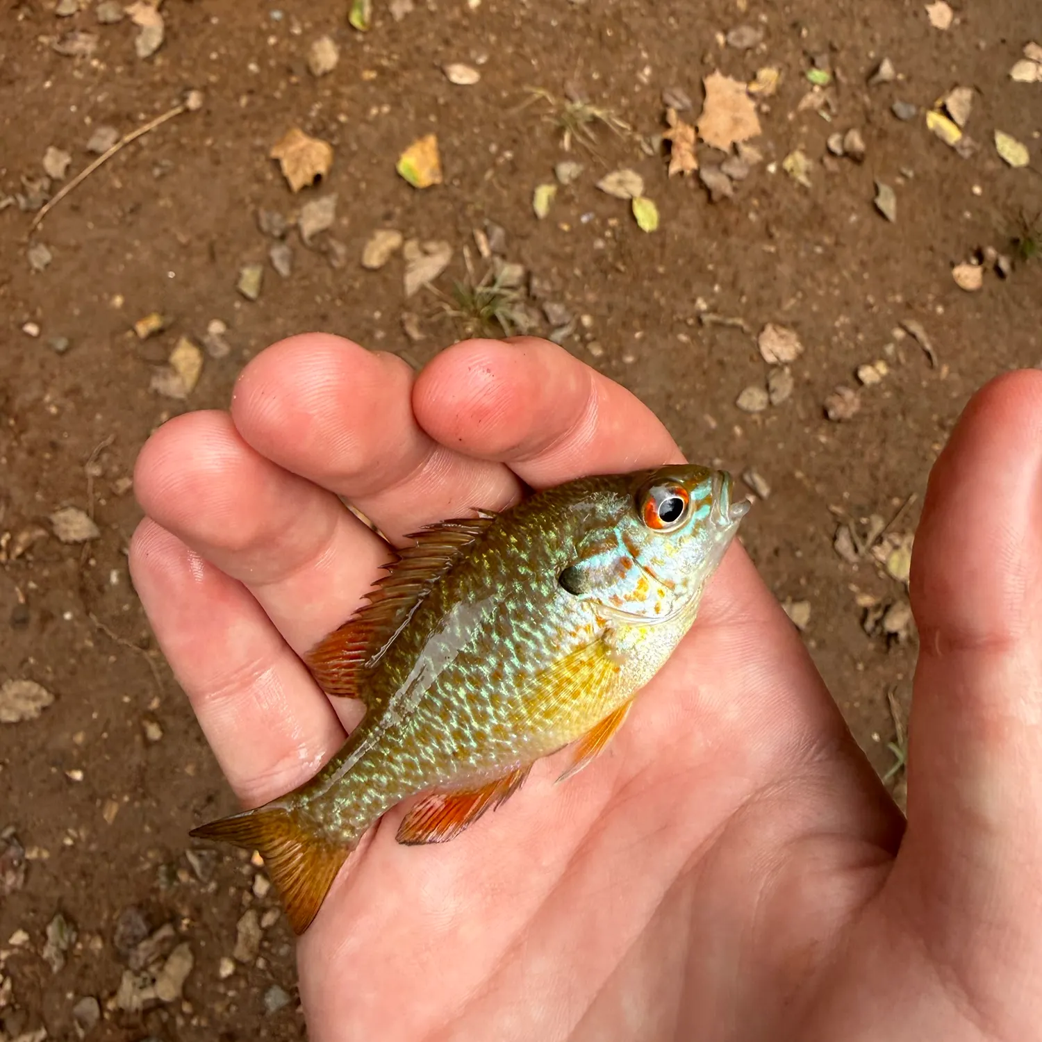 Fish caught on Fishbrain