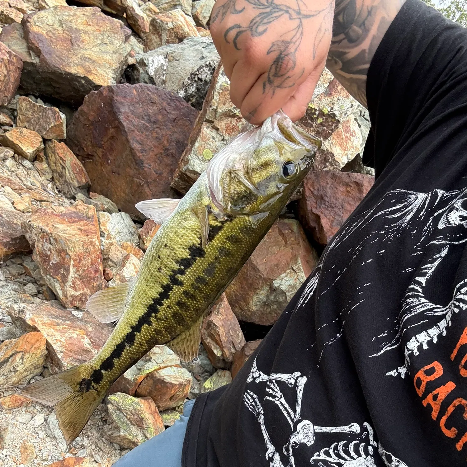 Spotted bass caught on Fishbrain