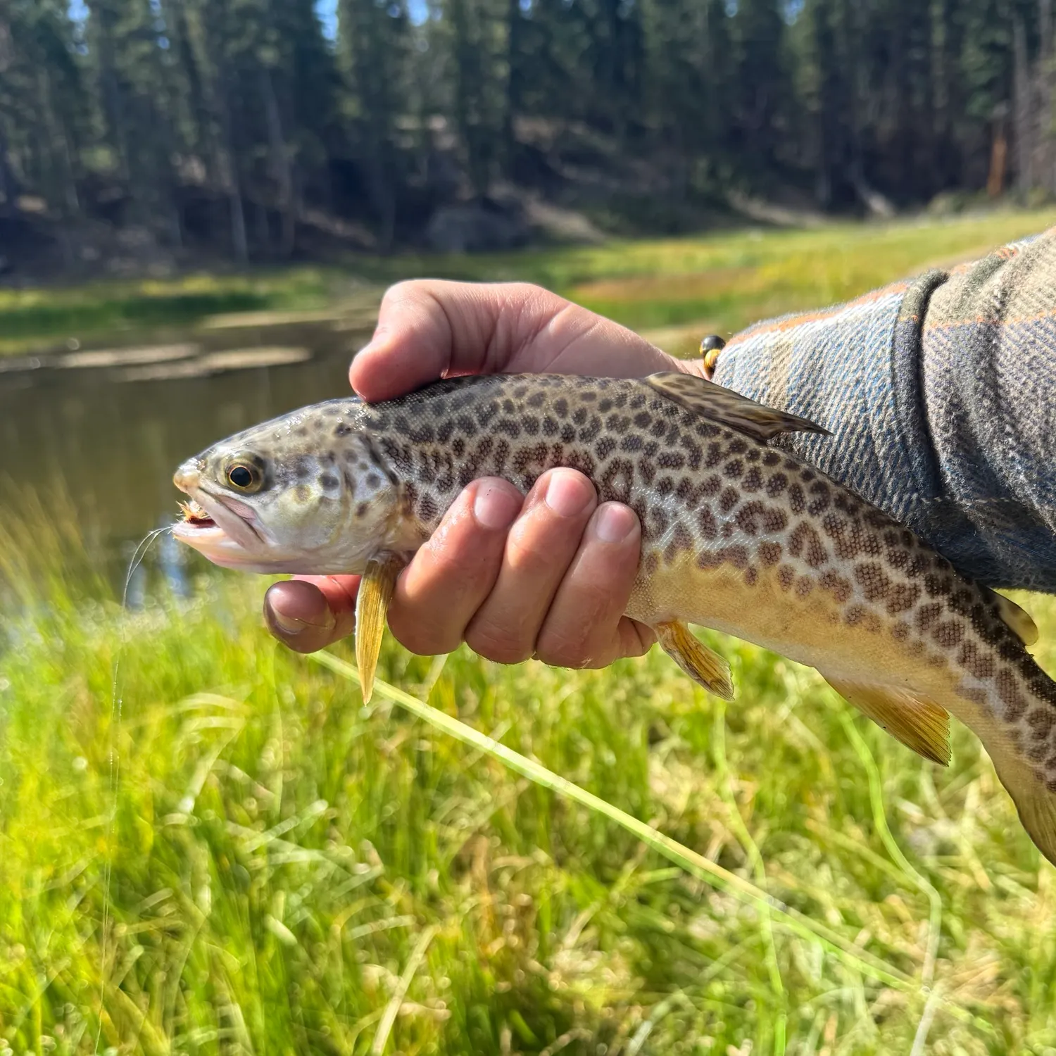Tiger trout caught on Fishbrain