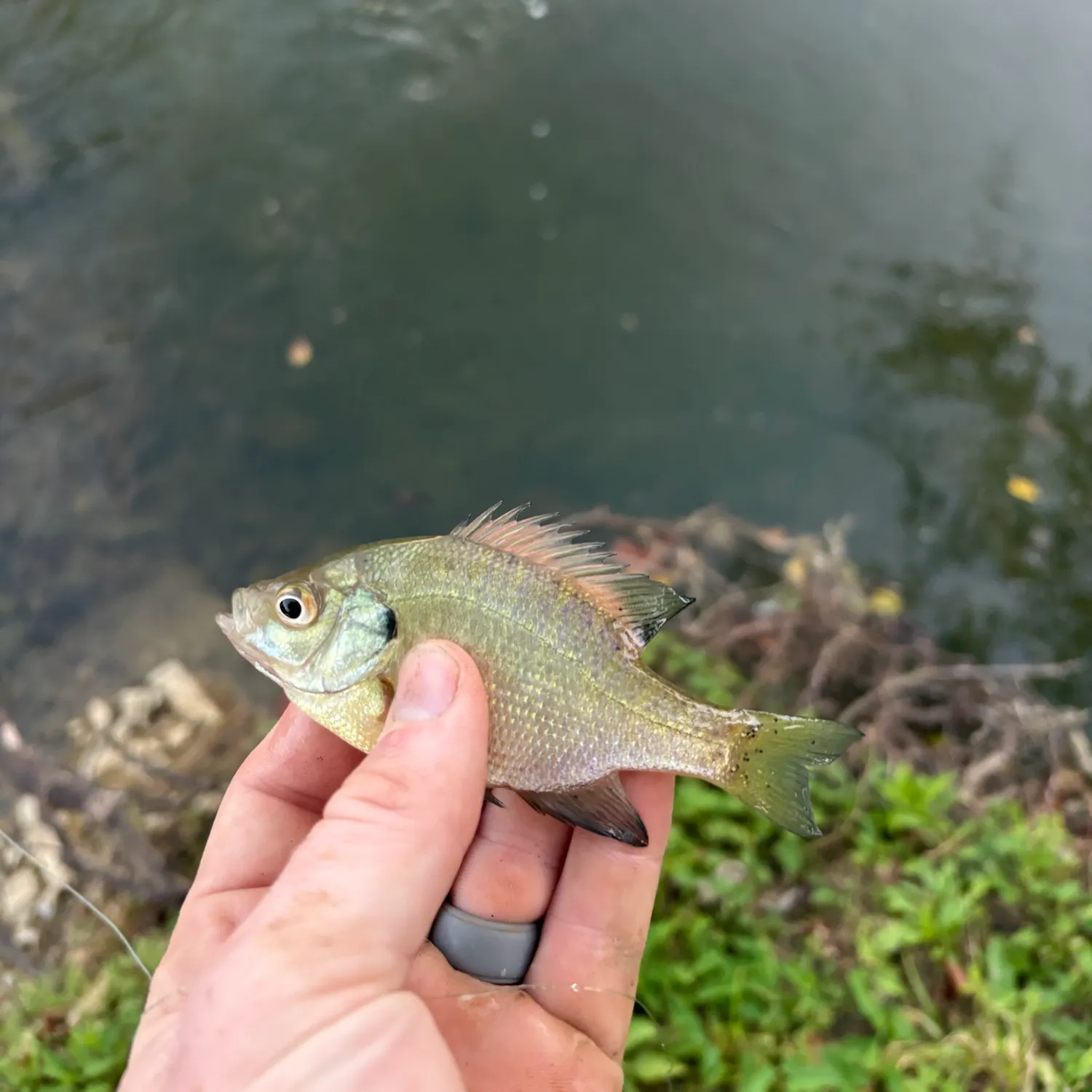 Bluegill caught on Fishbrain