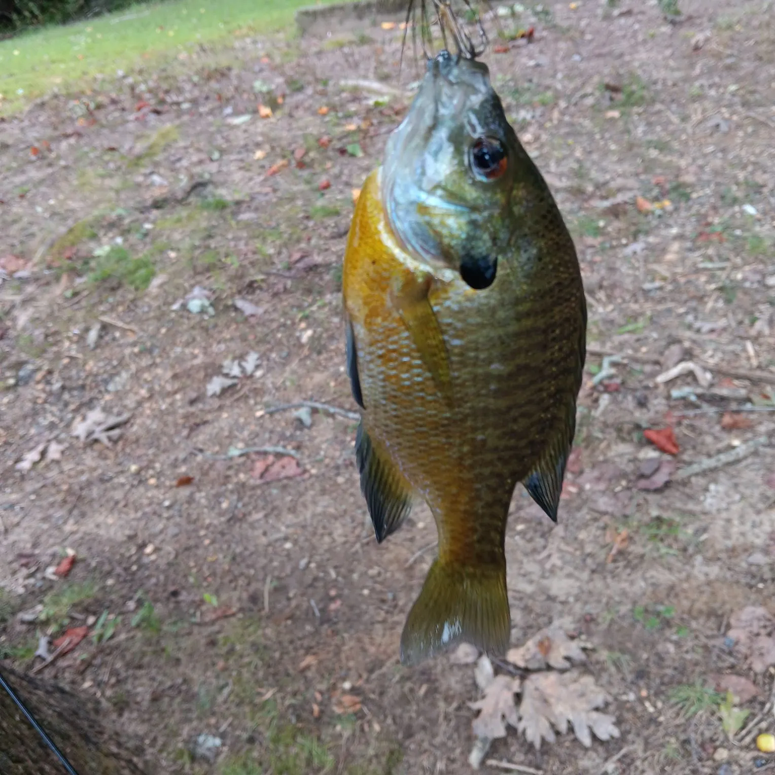 Bluegill caught on Fishbrain