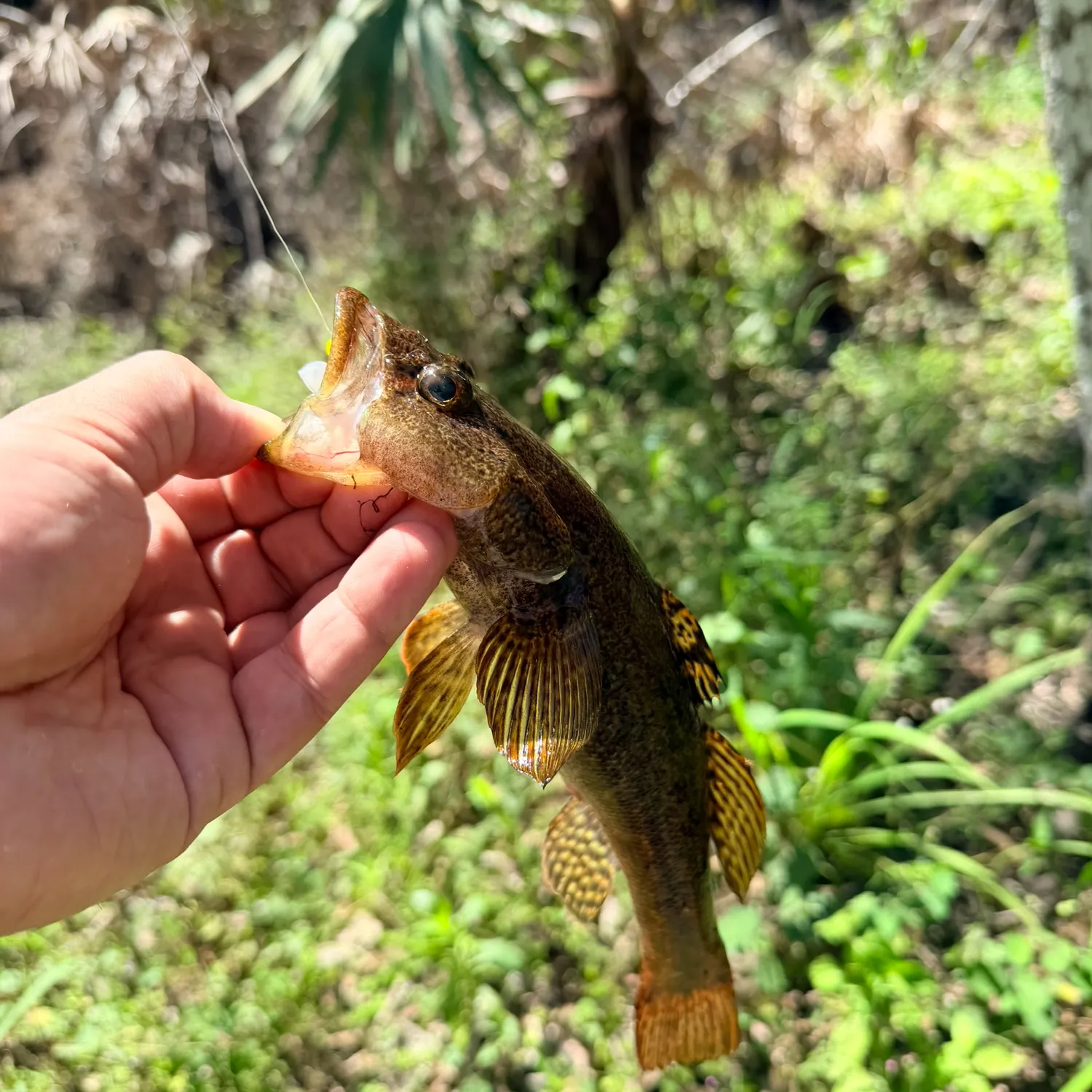 The most recent Bigmouth sleeper catches on Fishbrain