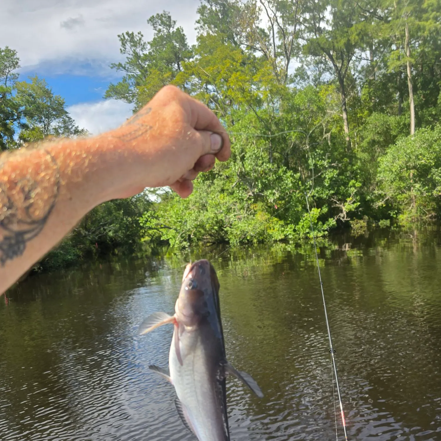 Blue catfish caught on Fishbrain