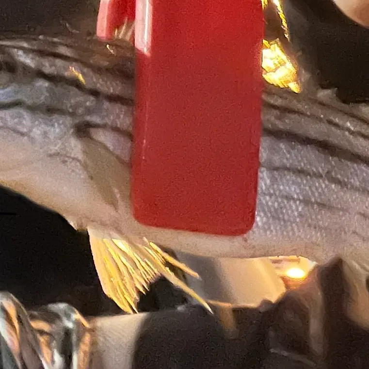 The most recent Western striped grunter catches on Fishbrain
