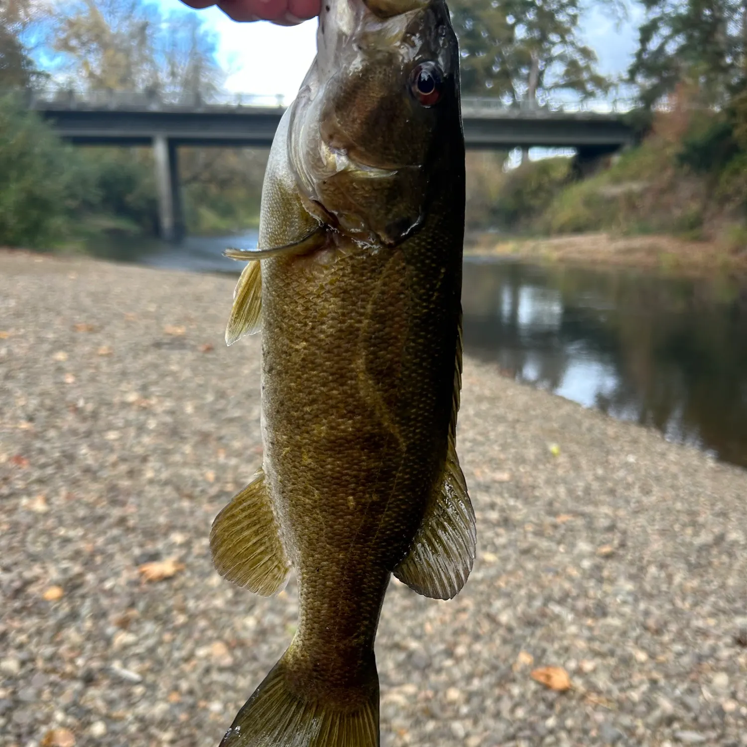 Smallmouth bass caught on Fishbrain
