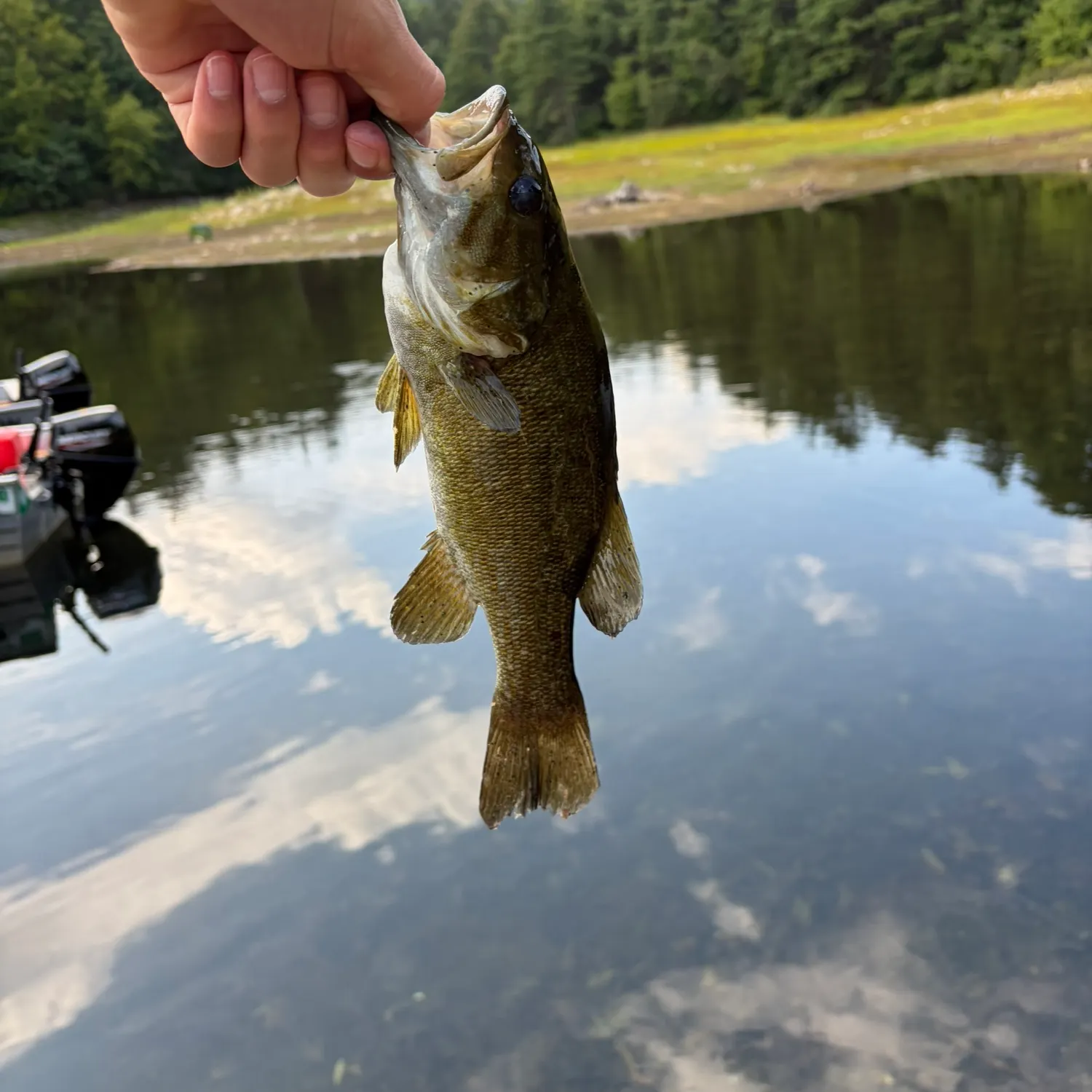 Smallmouth bass caught on Fishbrain