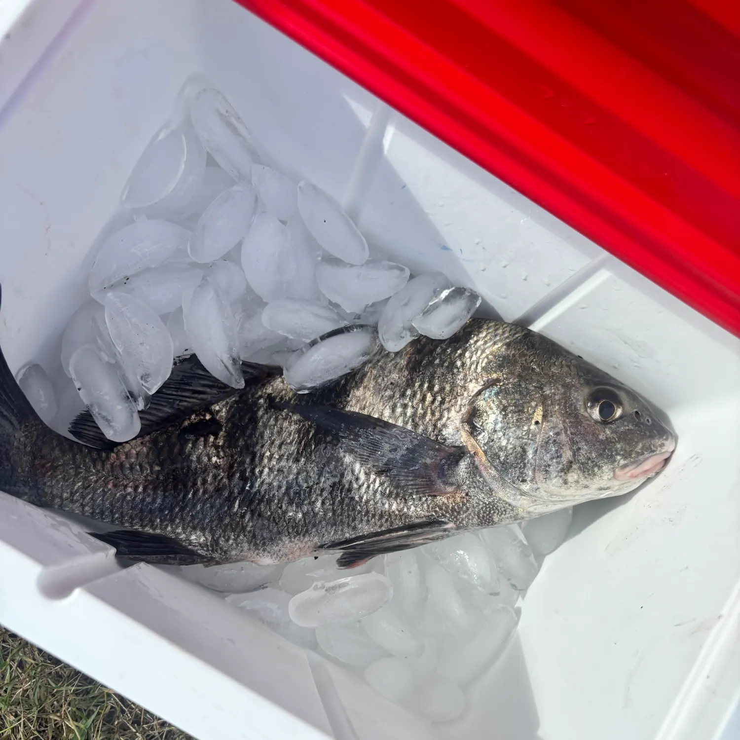 Black drum caught on Fishbrain
