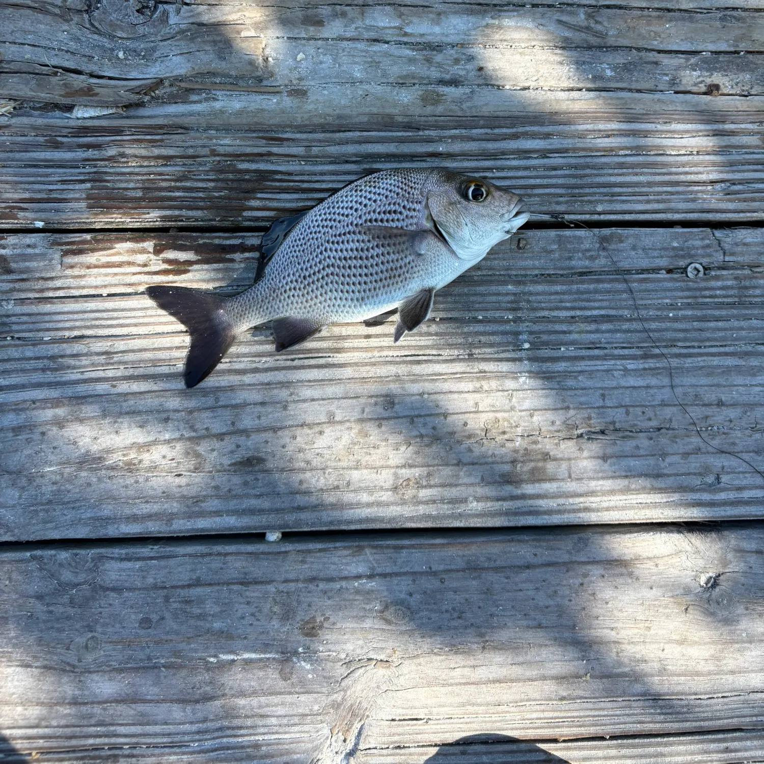 The most recent Black margate catches on Fishbrain