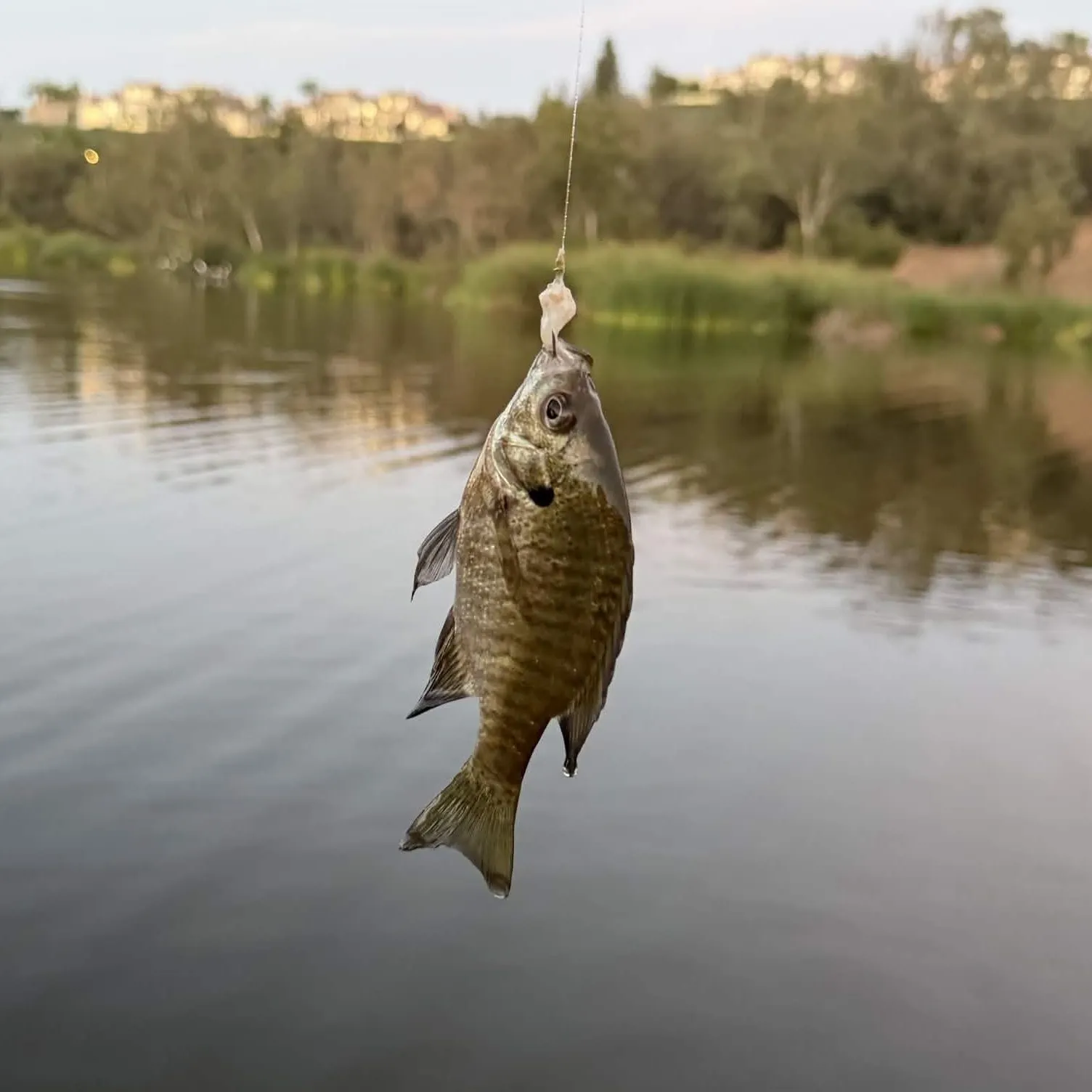 Bluegill caught on Fishbrain