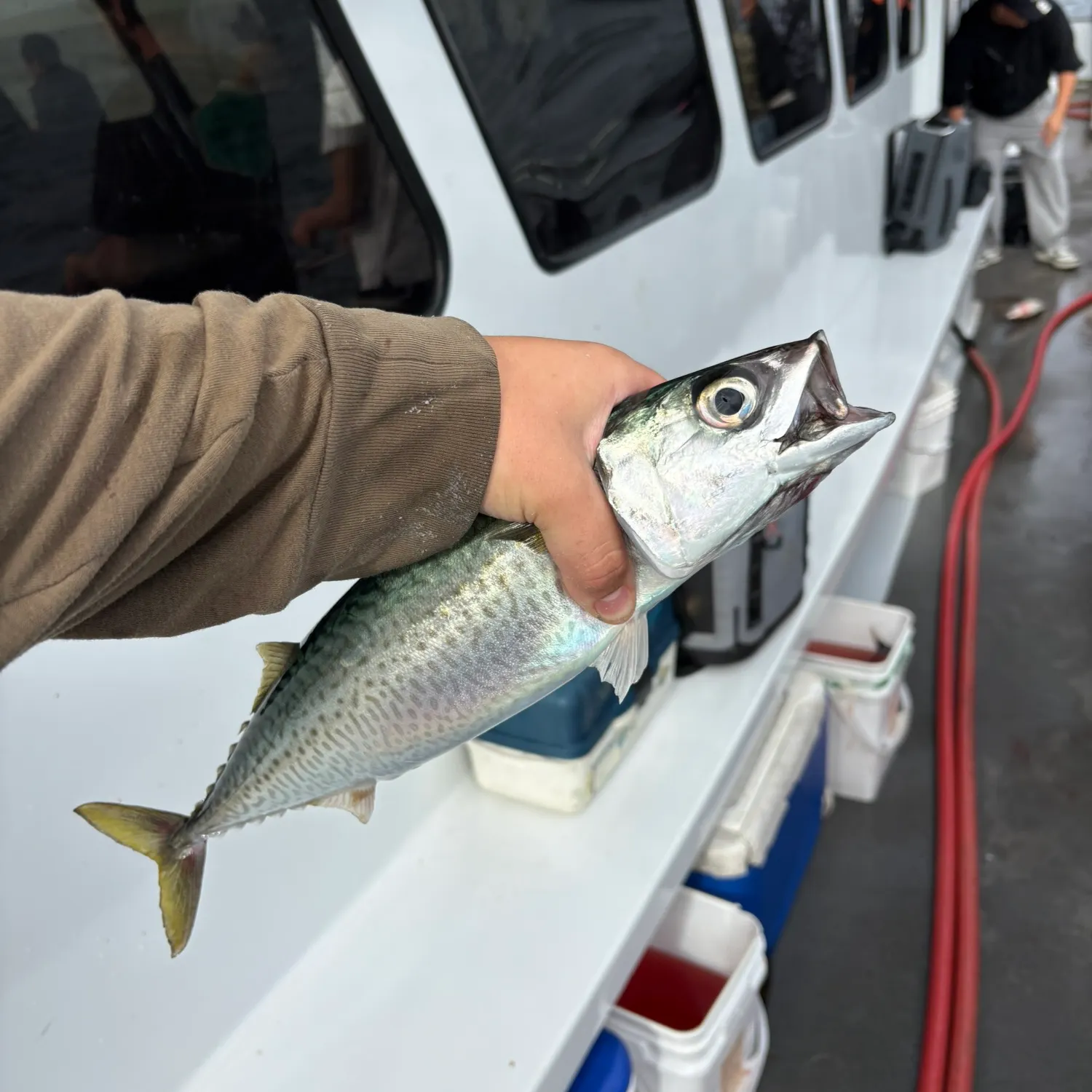 The most recent Atlantic chub mackerel catches on Fishbrain