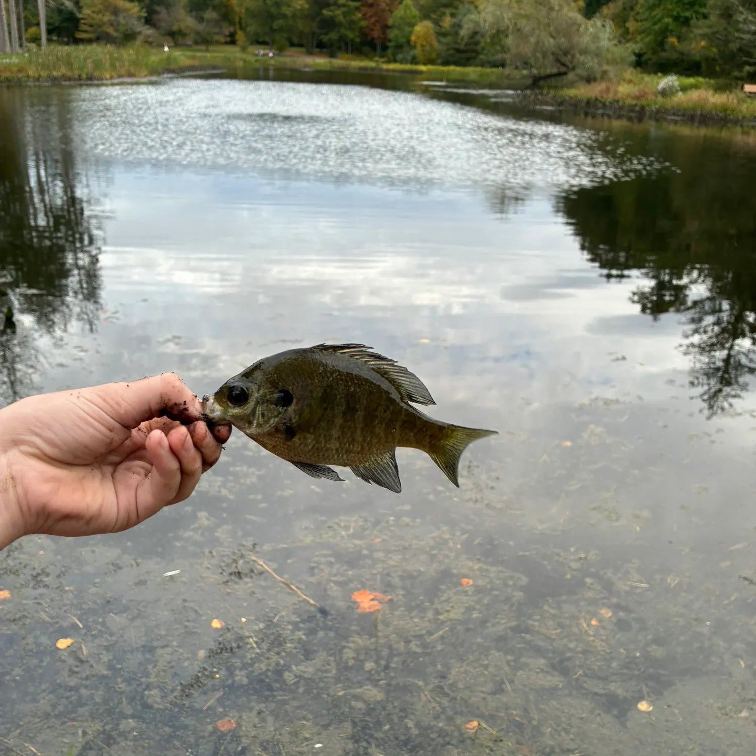 Bluegill caught on Fishbrain