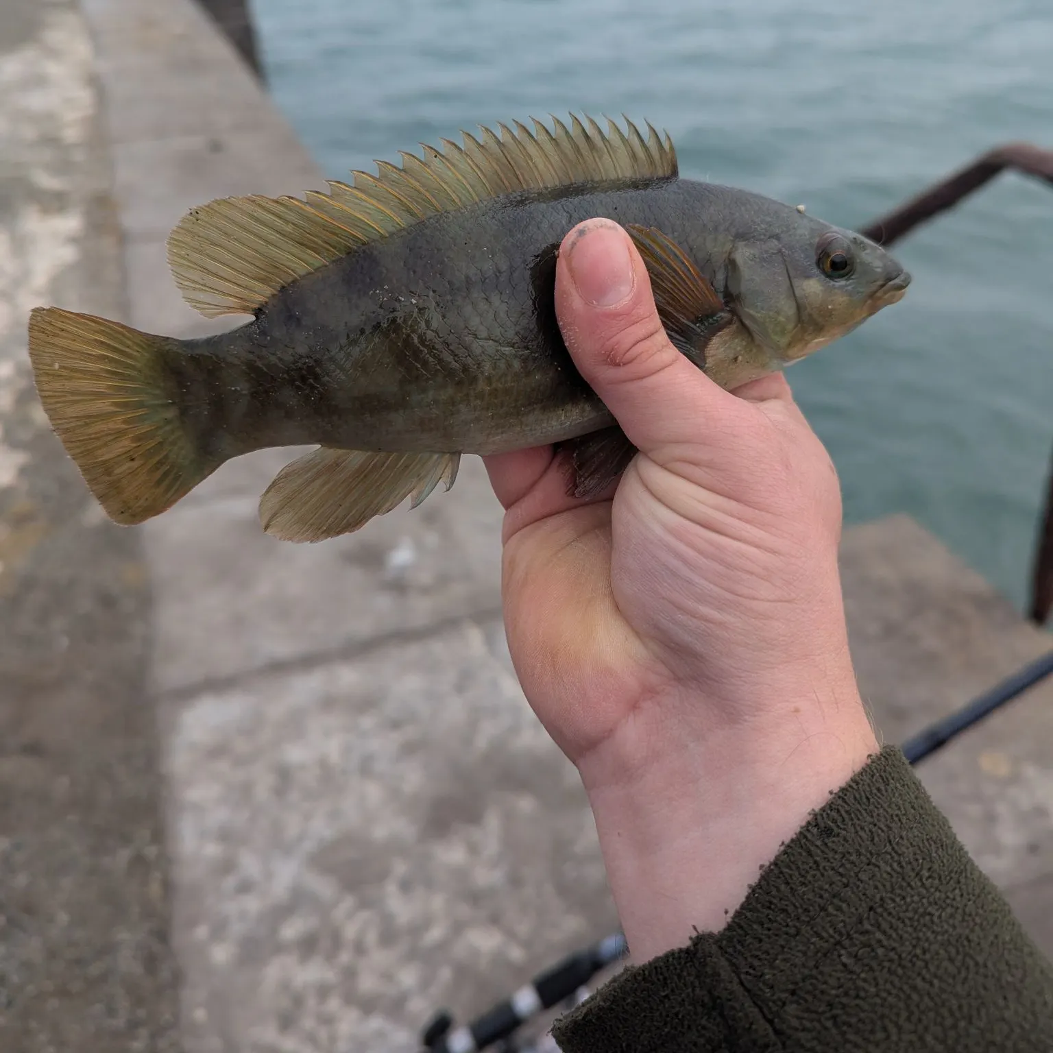The most recent Ballan wrasse catches on Fishbrain
