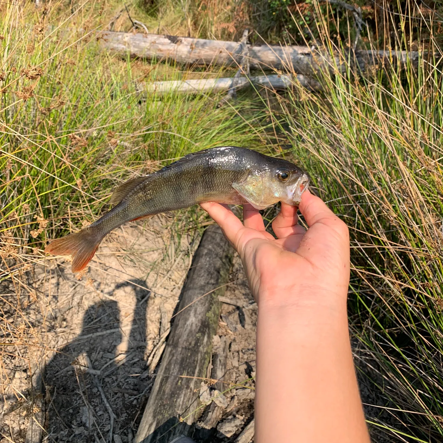 European perch caught on Fishbrain