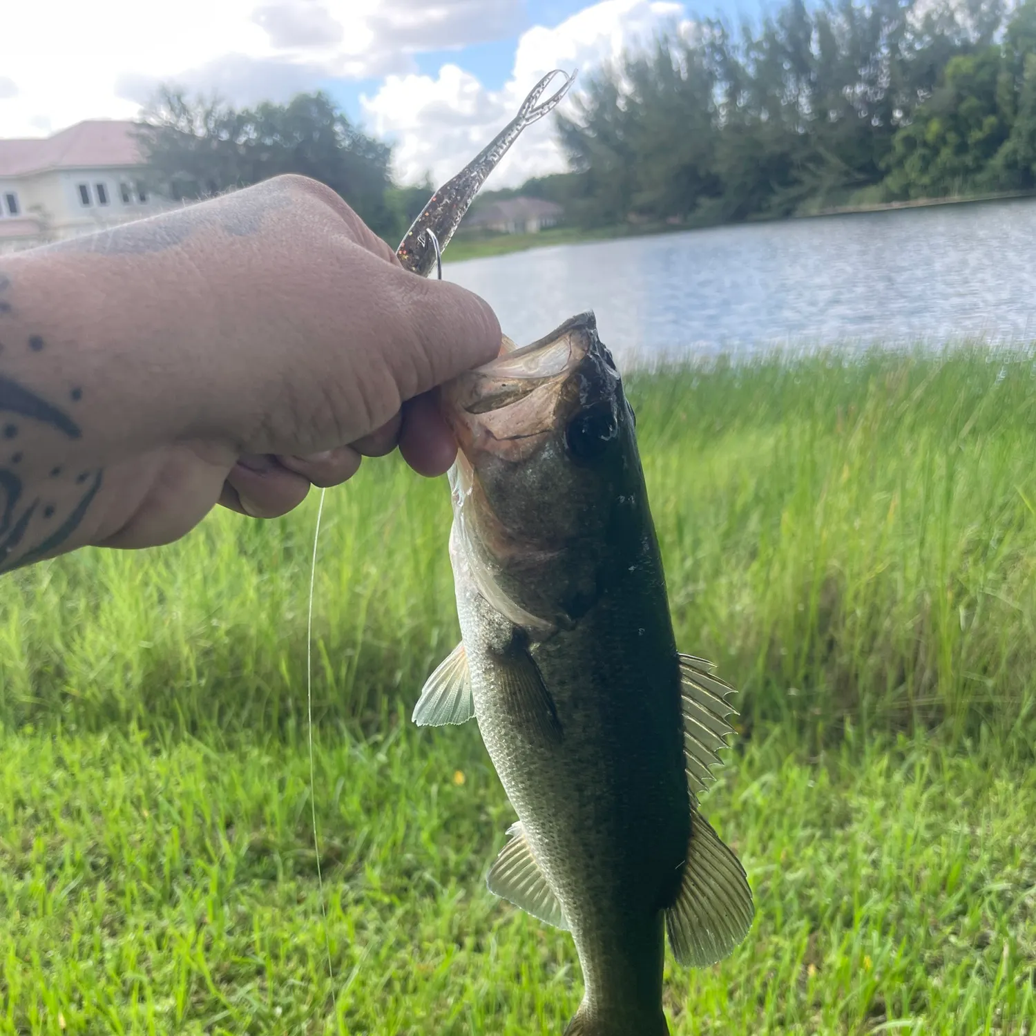 Largemouth bass caught on Fishbrain