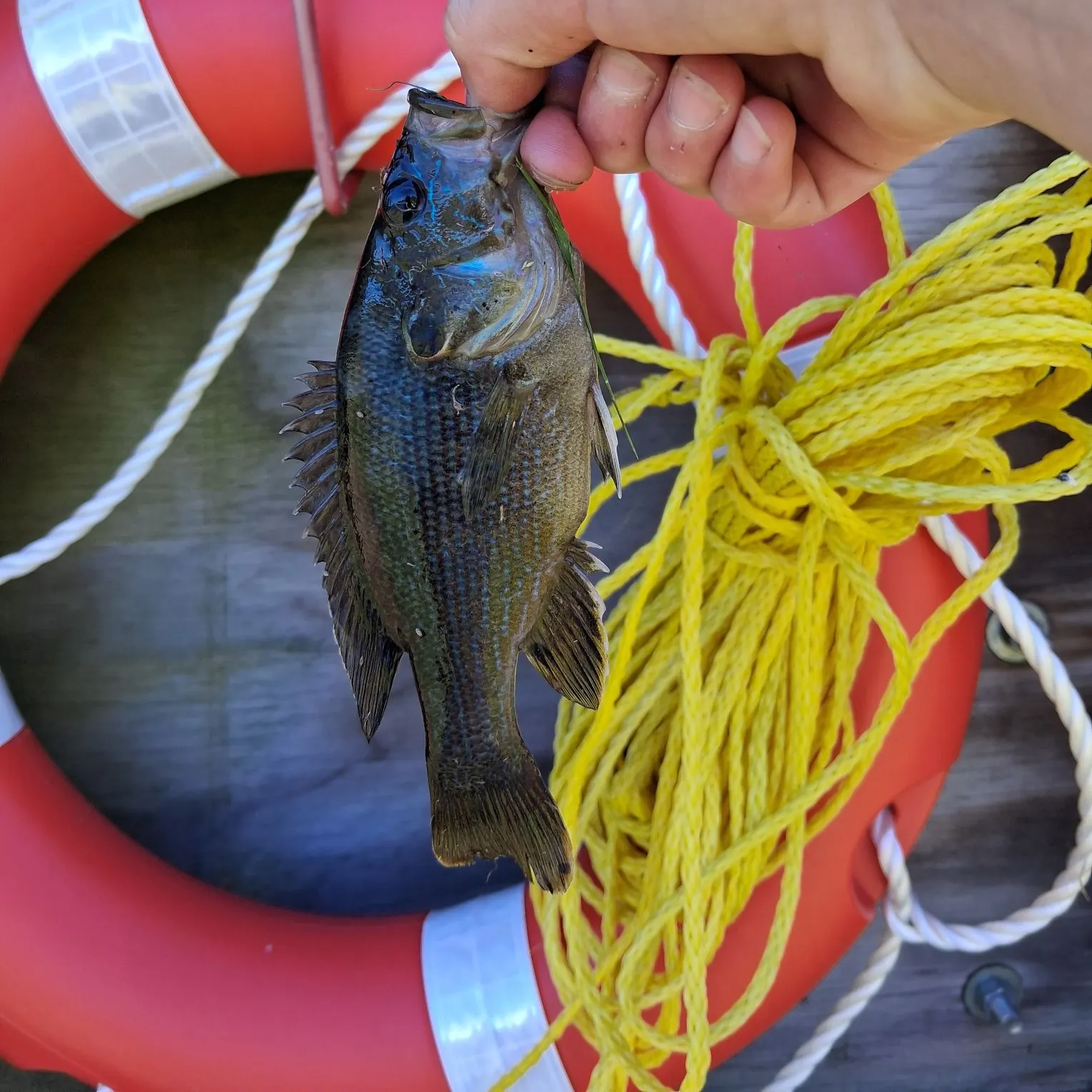 Green sunfish caught on Fishbrain