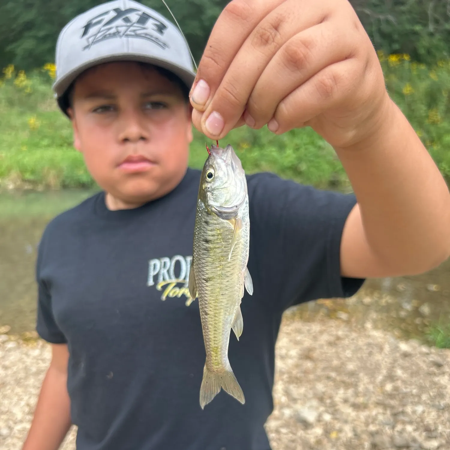 Striped shiner caught on Fishbrain
