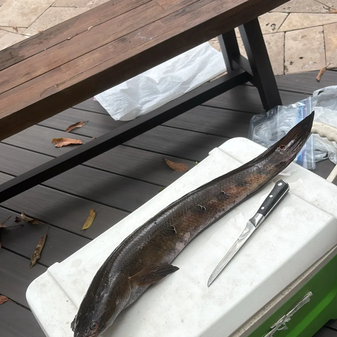 recently logged catches