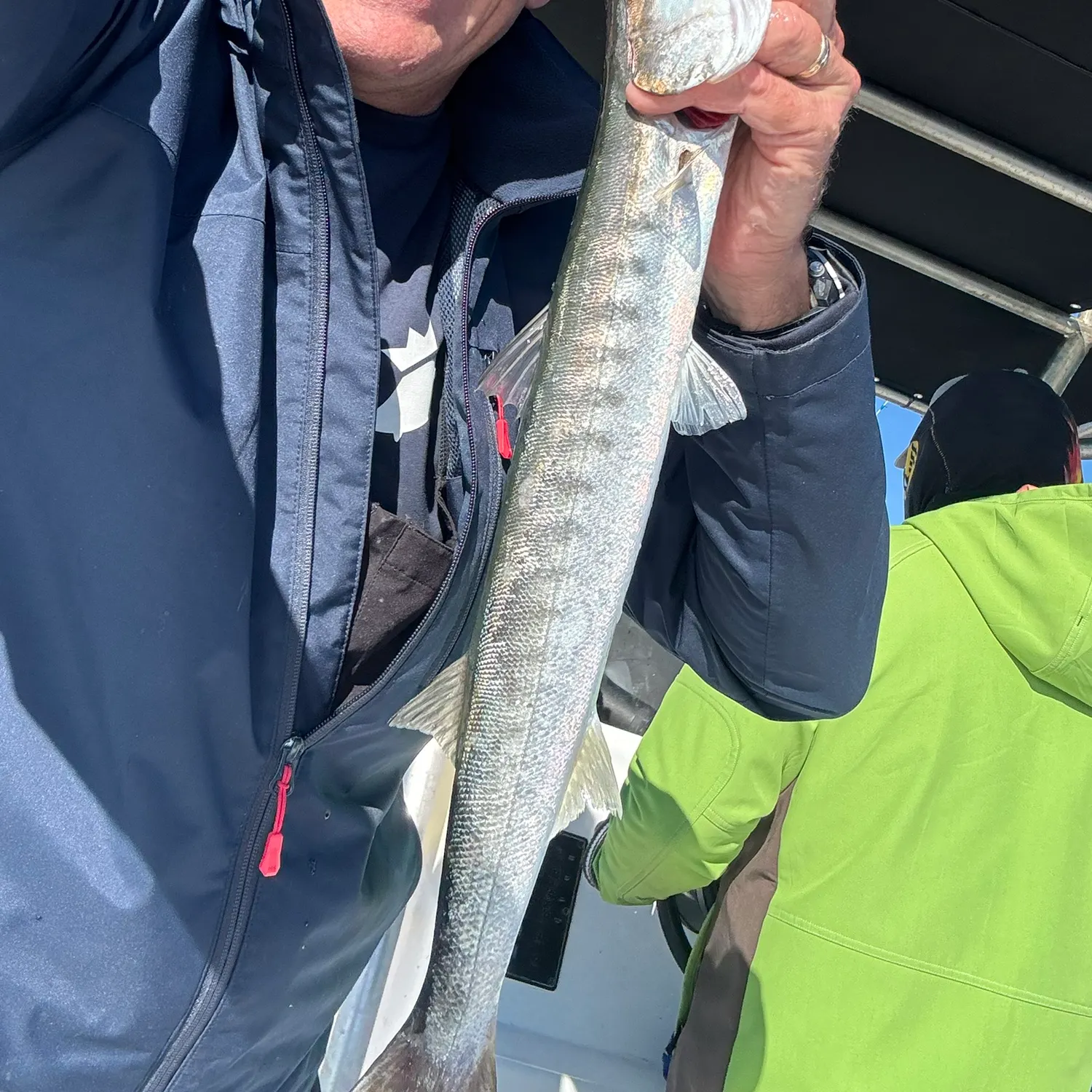 The most popular recent Mexican barracuda catch on Fishbrain