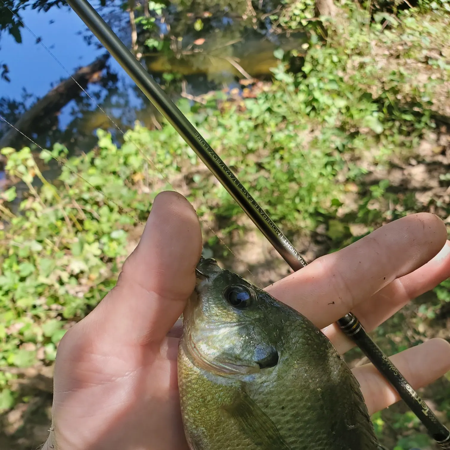 Bluegill caught on Fishbrain