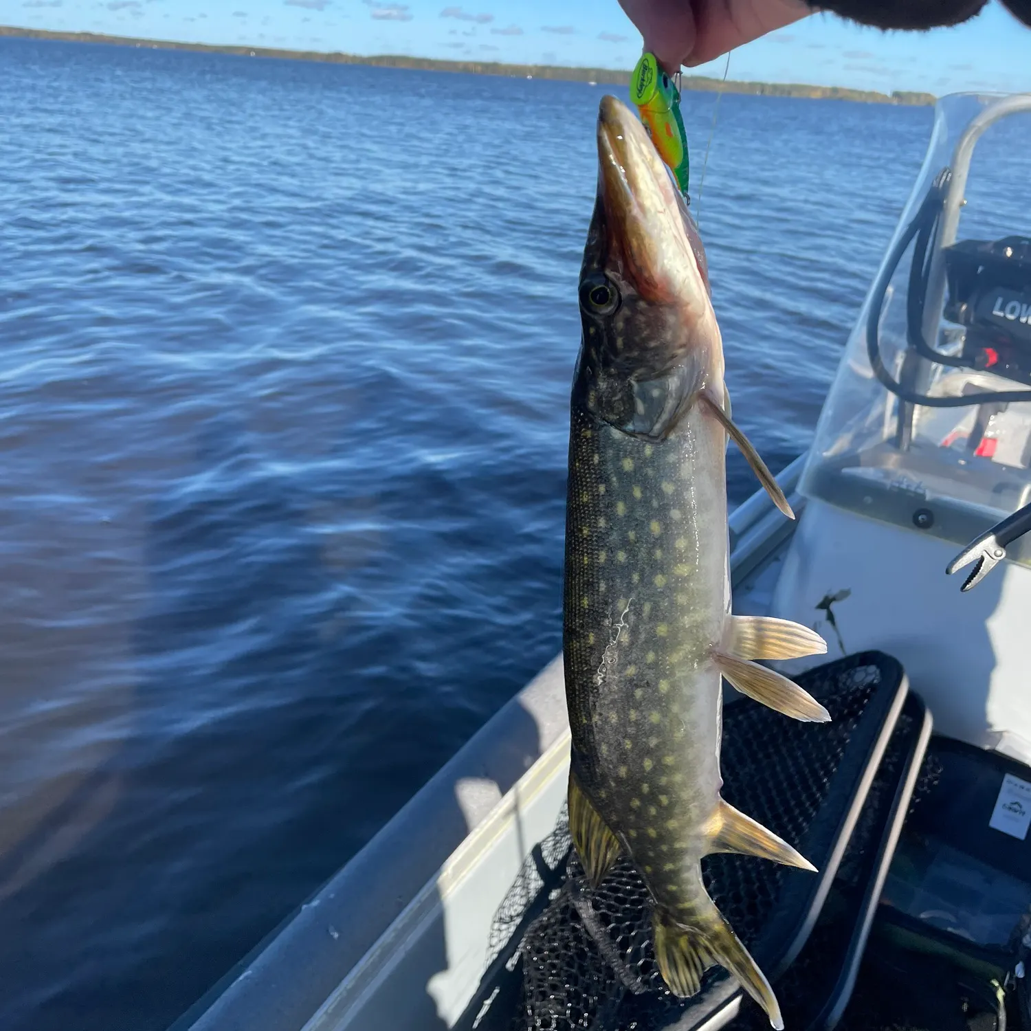 Northern pike caught on Fishbrain