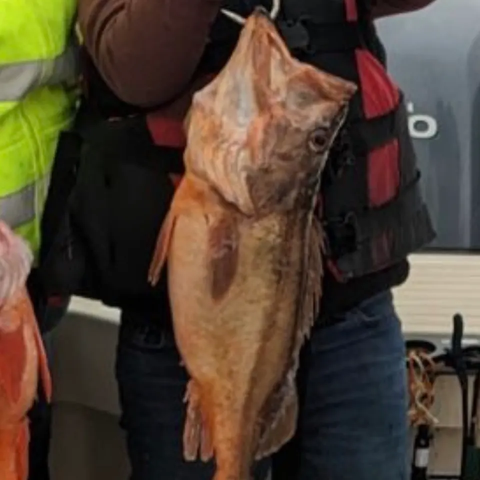 The most recent Brown rockfish catches on Fishbrain