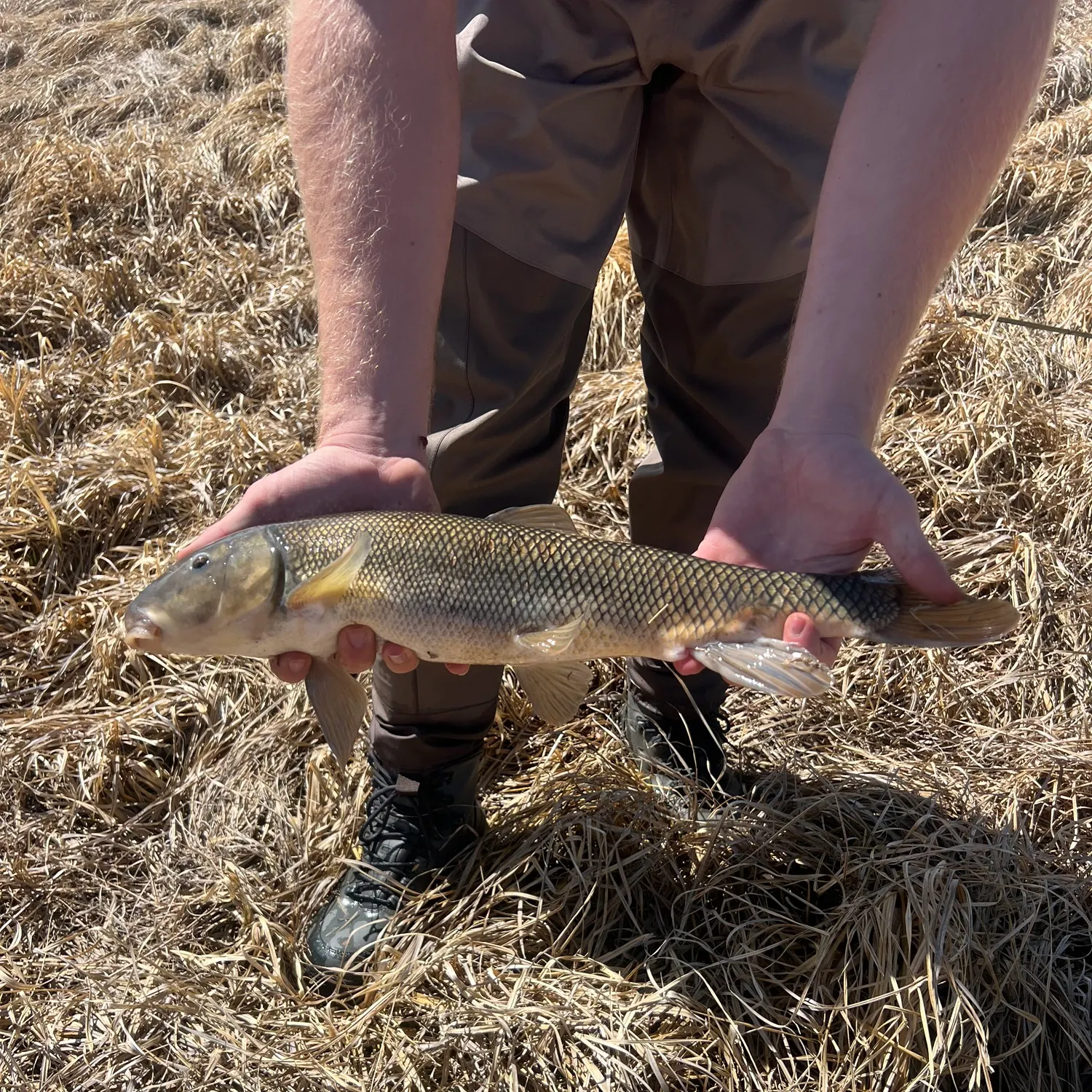 The most recent Utah sucker catches on Fishbrain
